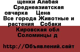 щенки Алабая (Среднеазиатская овчарка) › Цена ­ 15 000 - Все города Животные и растения » Собаки   . Кировская обл.,Соломинцы д.